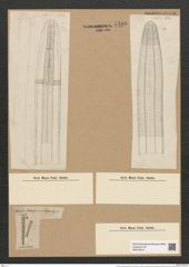Ardissonia robusta (Ralfs) De Not (de-Toni-Nr.: Genus 68, Species 2678) Zeichnungen Sammlung Grunow Nr. 5486 (NHMW-BOT-W0373916)